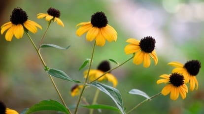 Methods to Plant, Develop, and Take care of Brown-Eyed Susans