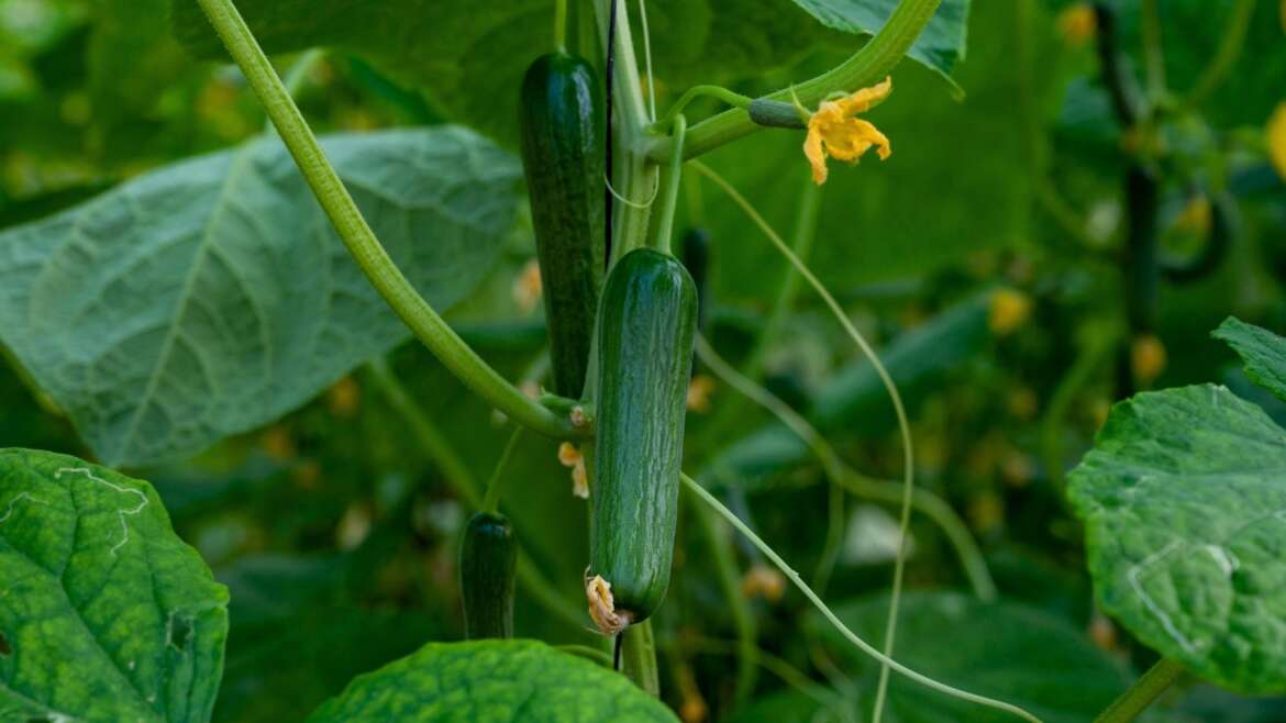 eight Illness-Resistant Cucumber Varieties for Dwelling Gardeners