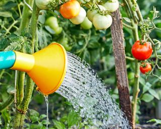 Selfmade Tomato Fertilizer: Highly effective Pure Recipes For A Elegant Crop