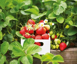 How you can Develop Greater Strawberries: 5 Suggestions For A Luscious Crop