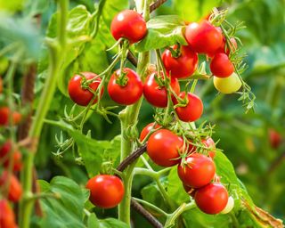 Best Tomatoes to Develop: 7 Foolproof Varieties