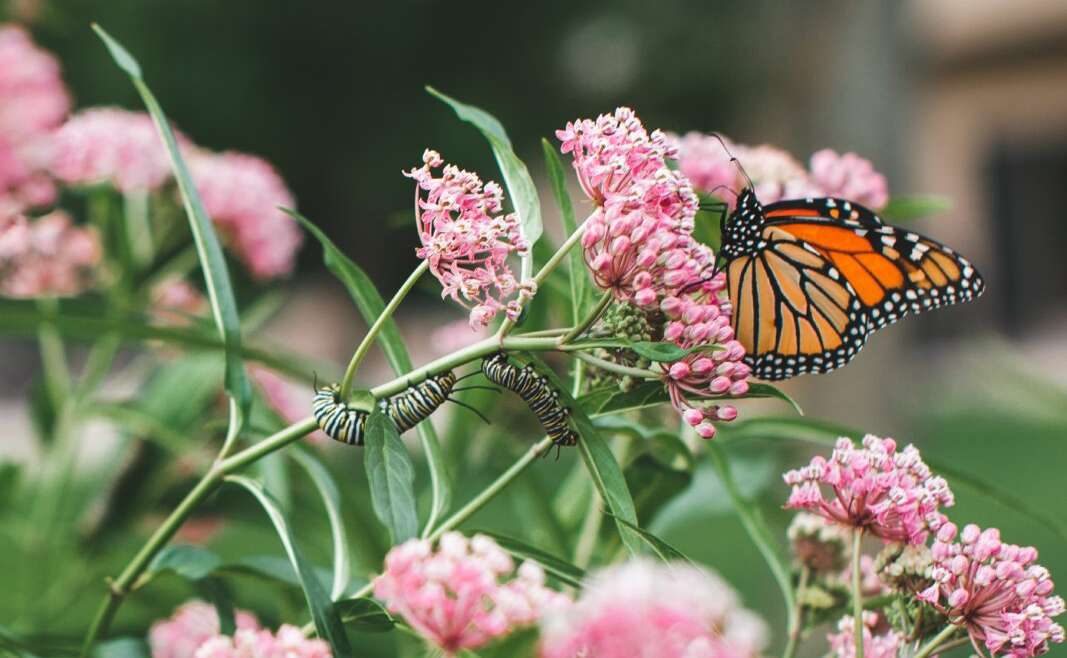 Pollinator Backyard Certification Information: Flip Your Yard Into An Official Pollinator Protect