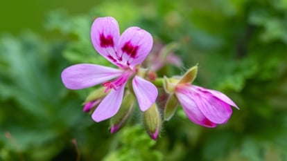 The way to Plant, Develop, and Take care of Scented-Leaved Geraniums