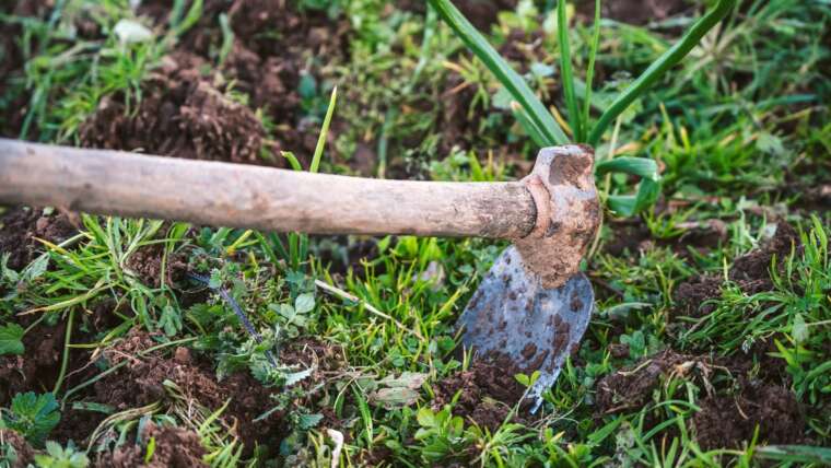7 Completely different Weed Elimination Strategies For Your Backyard