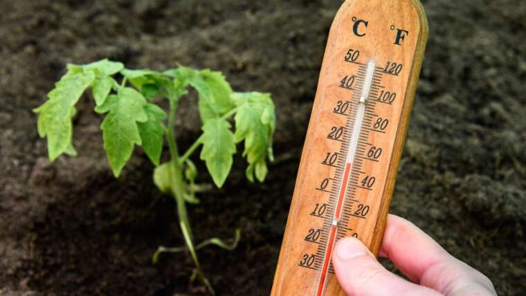 9 Causes Why Your Tomato Plant Has Stunted Development