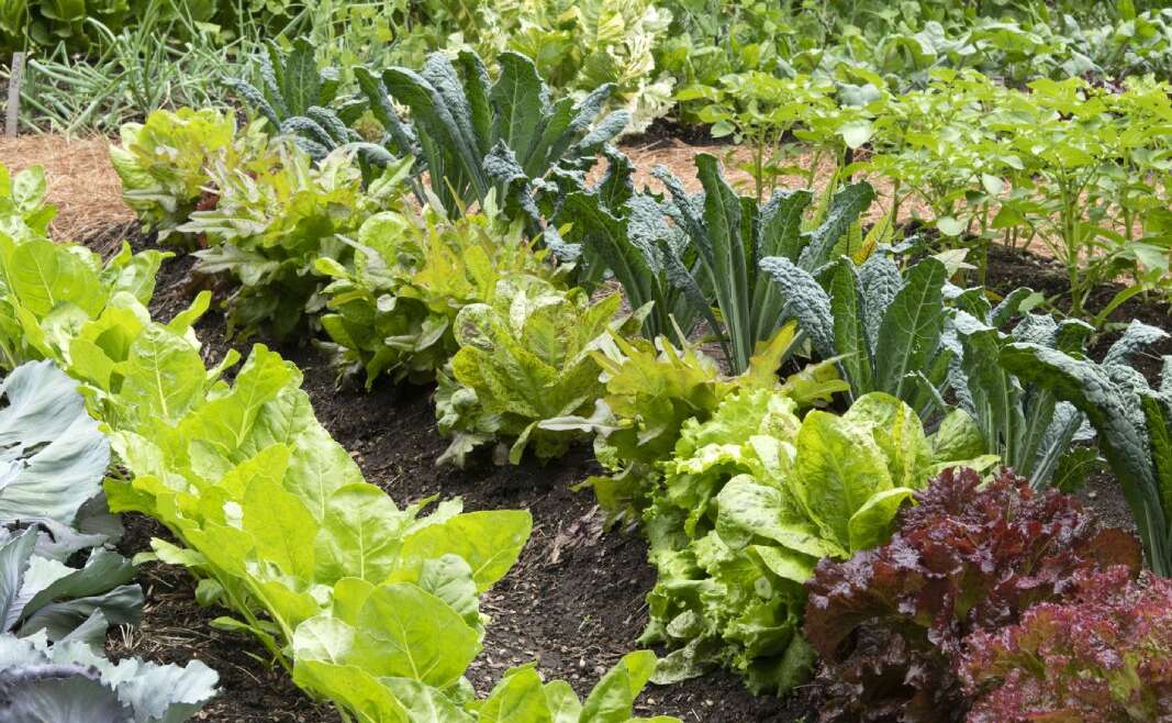 No-Until Vegetable Gardening: The Best Manner To Begin A Vegetable Backyard