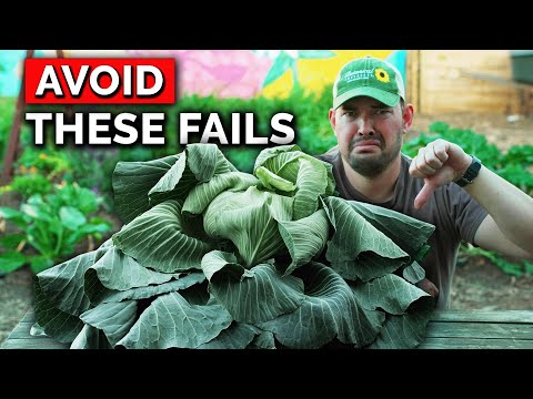5 Suggestions For Rising Cabbage in Raised Beds