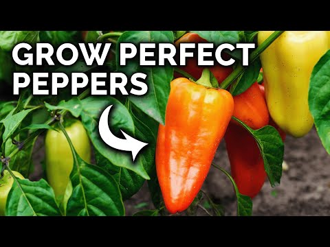 Easy methods to Plant, Develop, and Take care of Shishito Peppers