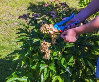 Final Information To Deadheading Peonies – Why It Issues And How To Do It