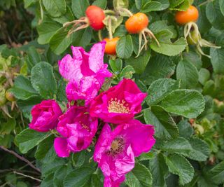 Develop Roses From Rose Hips: Uncover A Nice Method To Develop Countless Rose Vegetation