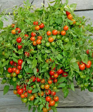 How To Make A Tomato Hanging Basket – Good For Porches & Patios