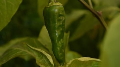How one can Plant, Develop, and Take care of Anaheim Peppers