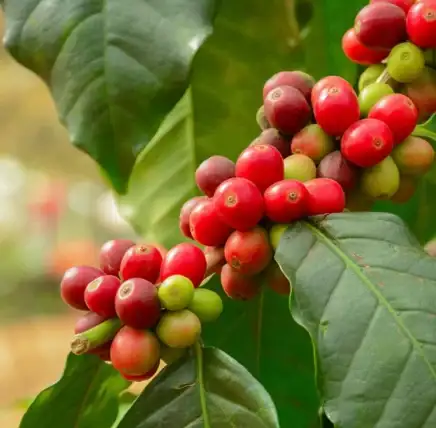 How one can Plant, Develop, and Look after Arabica Espresso Crops
