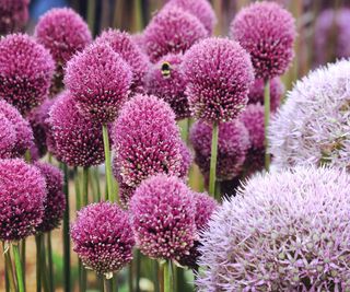 Final Flowering Alliums: Eight Decorative Alliums For Each Backyard