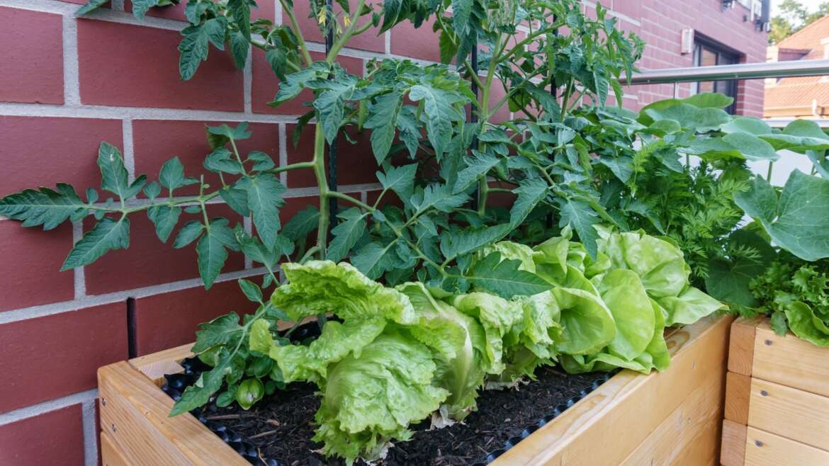 15 Greatest Vegetable Combos to Plant in Raised Beds