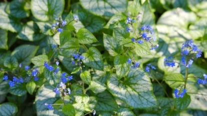 Methods to Plant, Develop, and Look after Brunnera
