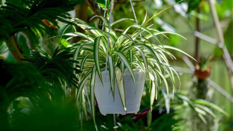 Ought to You Transfer Houseplants Outside in Summer time?