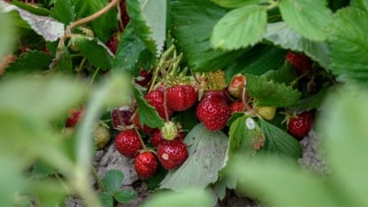 The right way to Plant, Develop, and Look after ‘Allstar’ June-bearing Strawberries