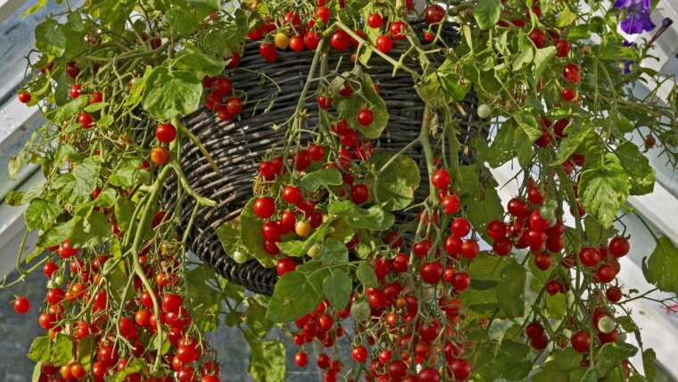 10 Finest Tomatoes to Develop in Hanging Baskets