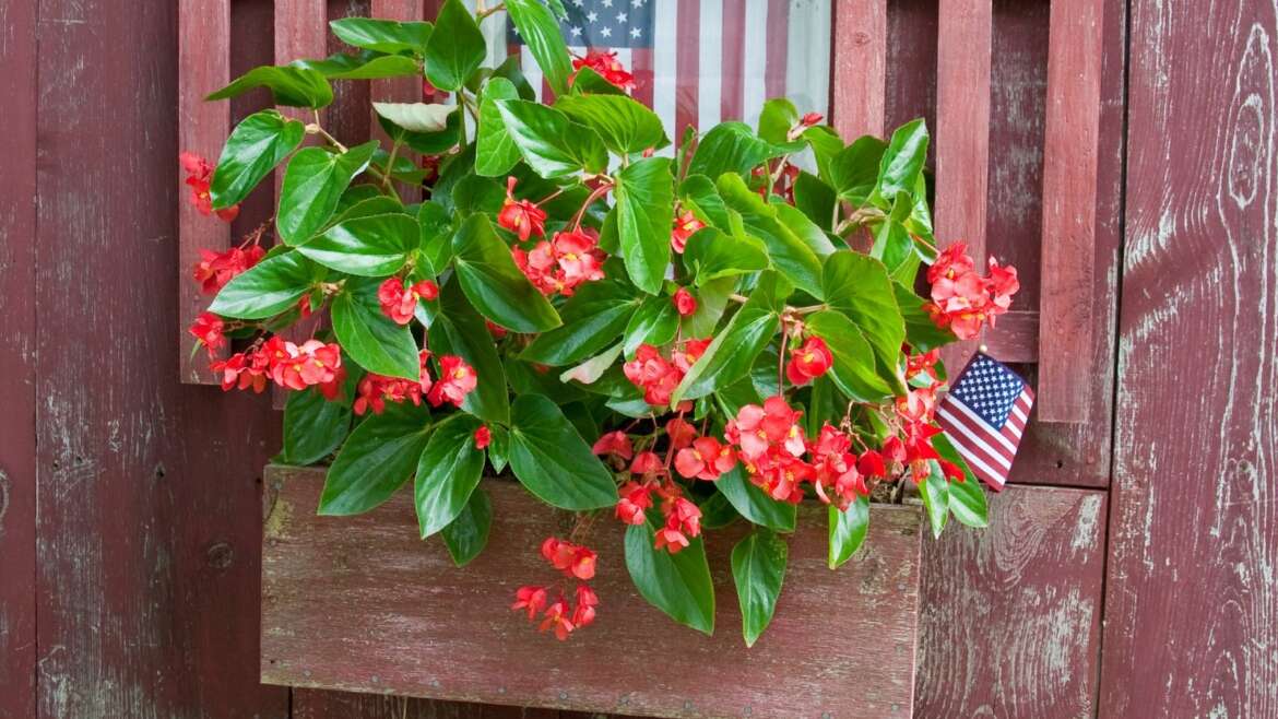 19 Vegetation For Stunning Hanging Baskets Within the Shade