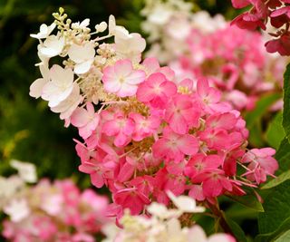 How To Develop A Pinky Winky Hydrangea For The Final Dreamy Blooms