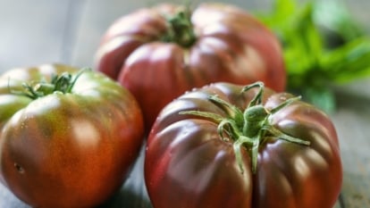 Easy methods to Plant, Develop, and Look after ‘Brandywine’ Tomatoes
