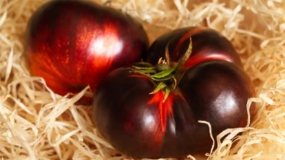 Methods to Plant, Develop, and Look after ‘Black Krim’ Tomatoes