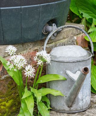 7 Backyard Watering Errors That Hurt Vegetation And Waste Water