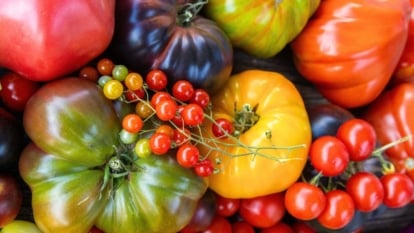 The best way to Plant, Develop, and Take care of Heirloom Tomatoes
