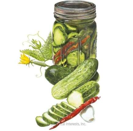 9 Finest Cucumbers for Pickling