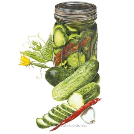 9 Finest Cucumbers for Pickling