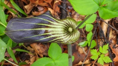 The way to Plant, Develop, and Care For Jack-in-the-Pulpit