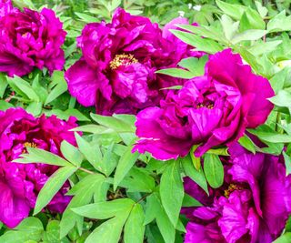 How To Develop Chinese language Tree Peonies: Bountiful Blooms Rising Chinese language Tree Peony Crops