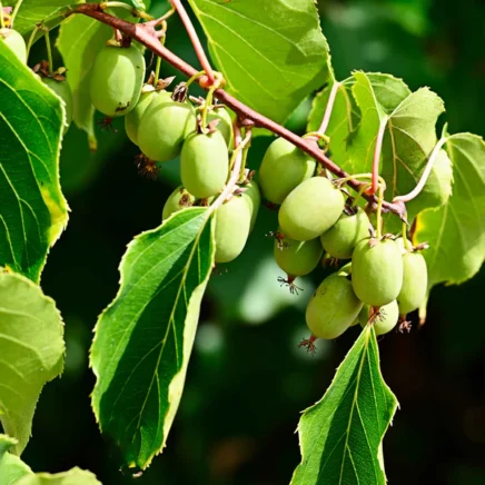 Methods to Plant, Develop, and Take care of ‘Prolific’ Hardy Kiwi Vines