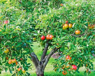 7 Greatest Fruit Timber For Entrance Yards – The Scrumptious Means To Increase Curb Attraction