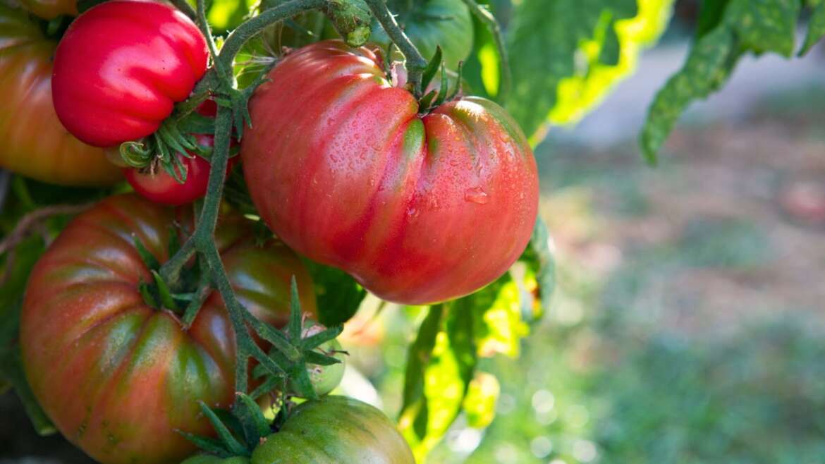 5 Suggestions for Rising Actually Large Tomatoes