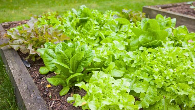 5 Suggestions for Rising Lettuce in Raised Beds