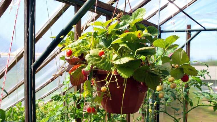 Tips on how to Develop Strawberries in Hanging Baskets