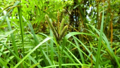 Learn how to Plant, Develop, and Take care of Sedge (Carex)