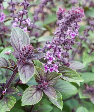 Eight Stunning Herbs That Belong In Flowerbeds – Develop An Edimental Paradise