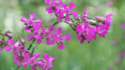 Find out how to Plant, Develop, and Look after Sticky Catchfly