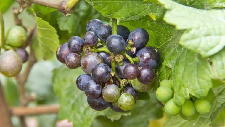 9 Ideas For Rising Grapes in Raised Beds