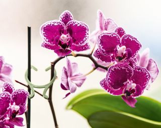 How To Revive An Orchid: 5 Methods To Carry It Again To Life