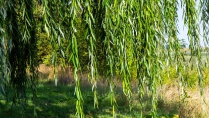 How you can Plant, Develop, and Care For Willow Timber