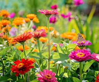21 Crops That Like Warmth And Full Solar For Summer season Gardens
