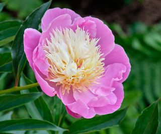 When Do Peonies Bloom And For How Lengthy? Determine When Peonies Are In Season