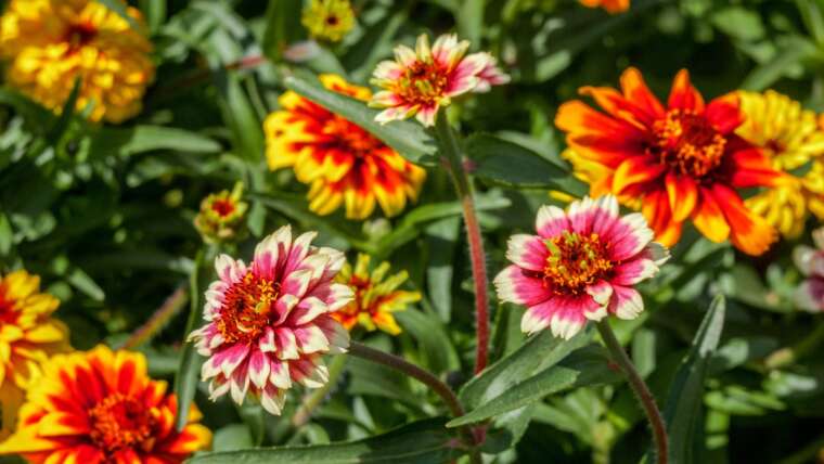 17 Robust Annuals for Summer time Containers