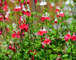 Eight Longest-Flowering Perennials – For Blooms In Spring, Summer season And Fall