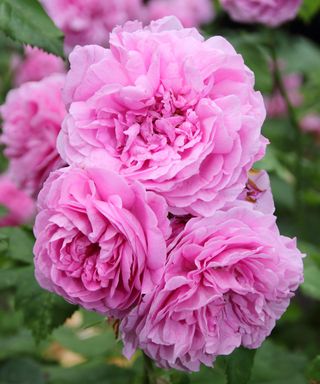 How To Develop A Rose Plant Sooner: High Ideas For Fast-Rising Blooms