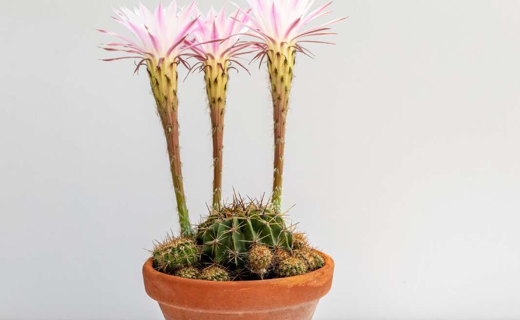 How To Develop And Care For An Easter Lily Cactus